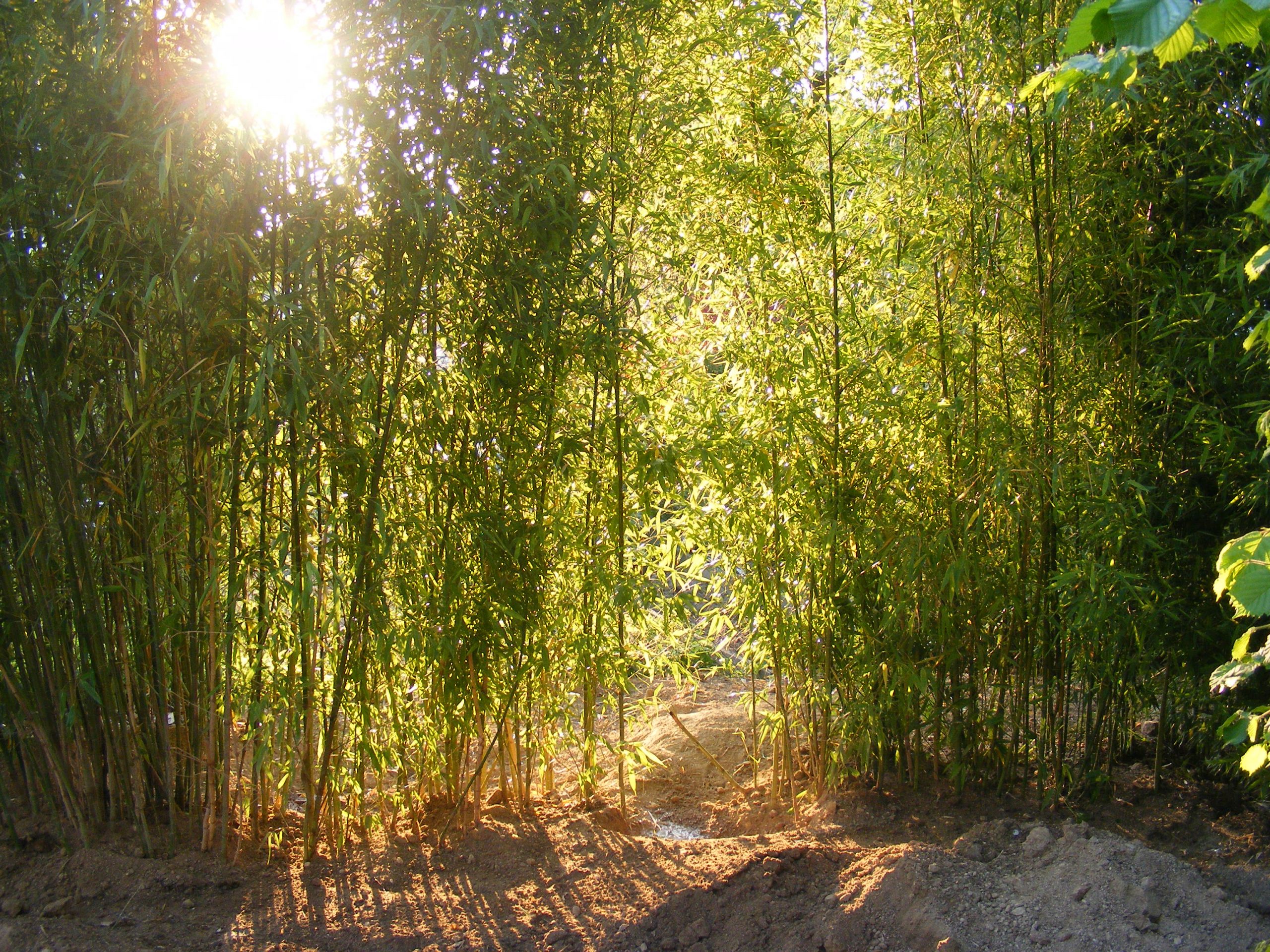 Arrachage Bambous